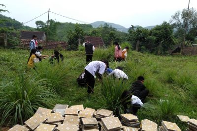 Hoạt động trồng sả gây quỹ của lớp 6B